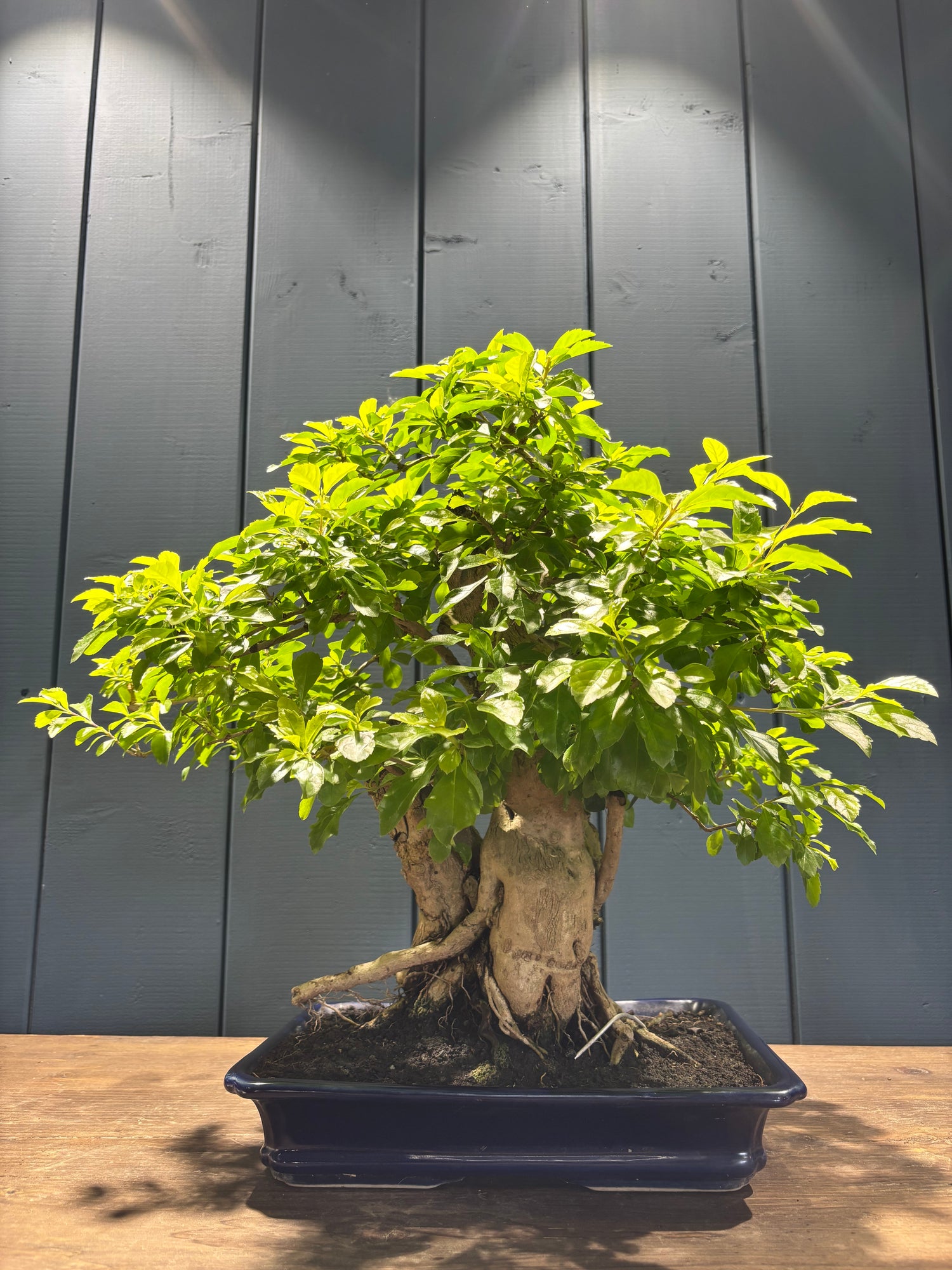 Durantha repens (Vanillier de Cayenne)
