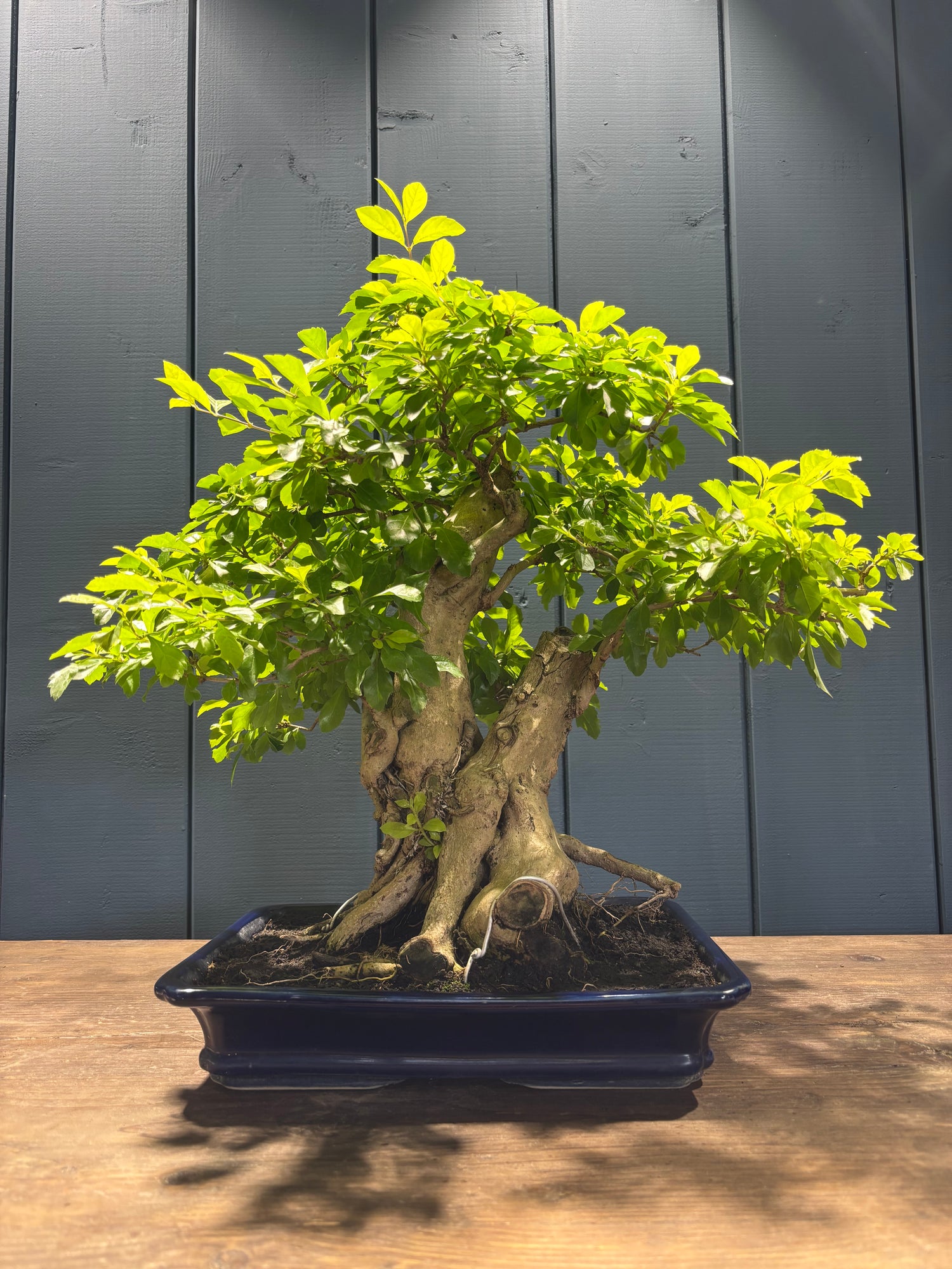 Durantha repens (Vanillier de Cayenne)