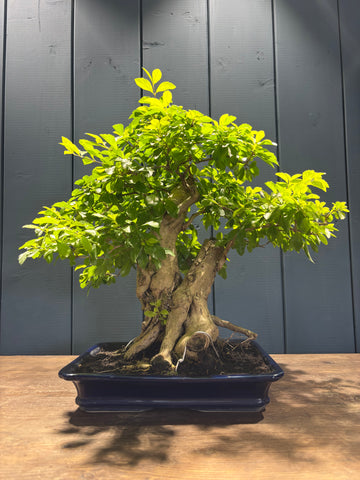 Durantha repens (Vanillier de Cayenne)