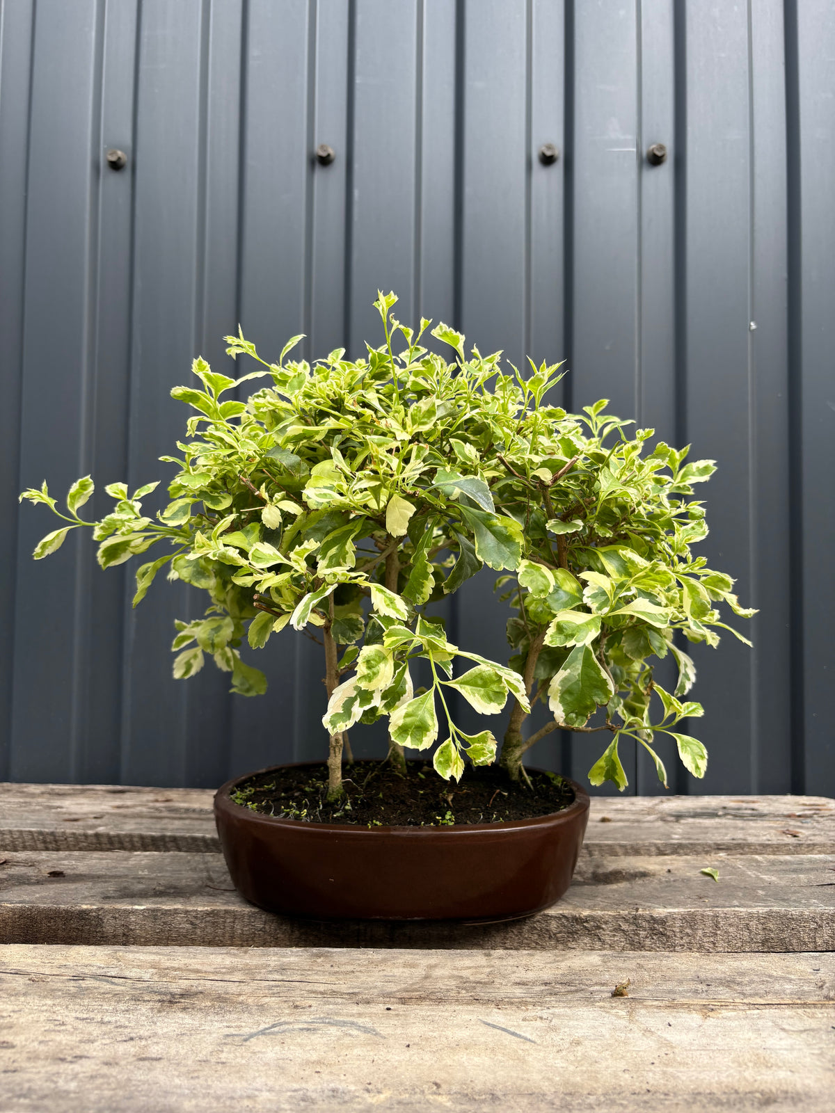 Durantha repens panaché (Vanillier de Cayenne)