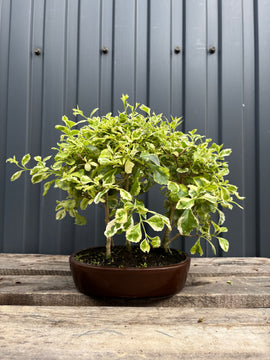 Durantha repens panaché (Vanillier de Cayenne)
