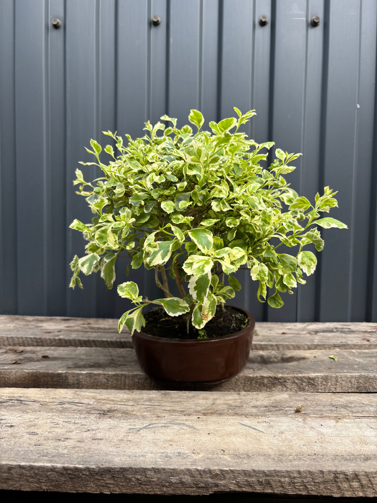 Durantha repens panaché (Vanillier de Cayenne)