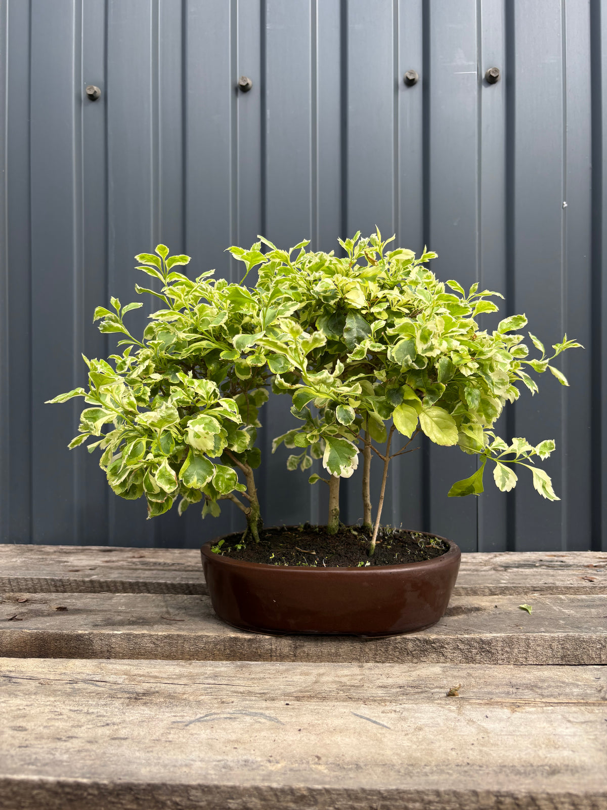 Durantha repens panaché (Vanillier de Cayenne)