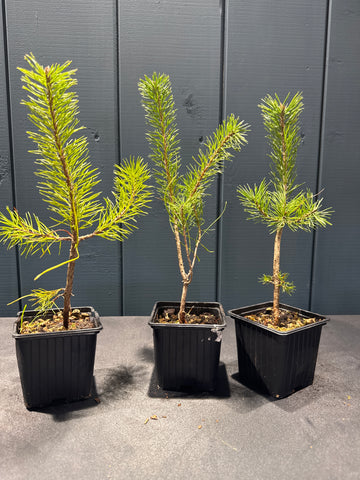 Pinus sylvestris jeune plant