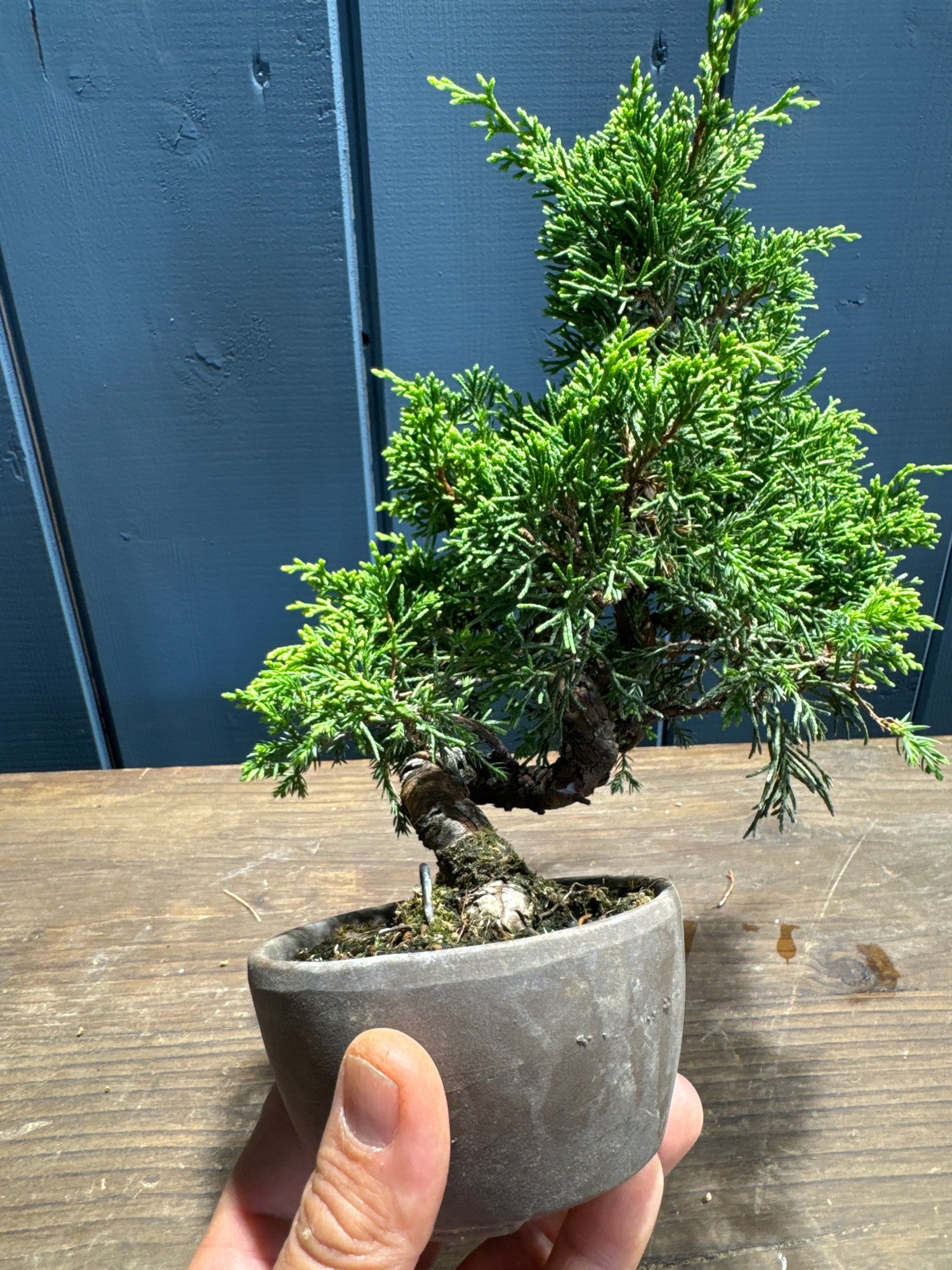 Juniperus chinensis ‘Itoigawa’ JC03