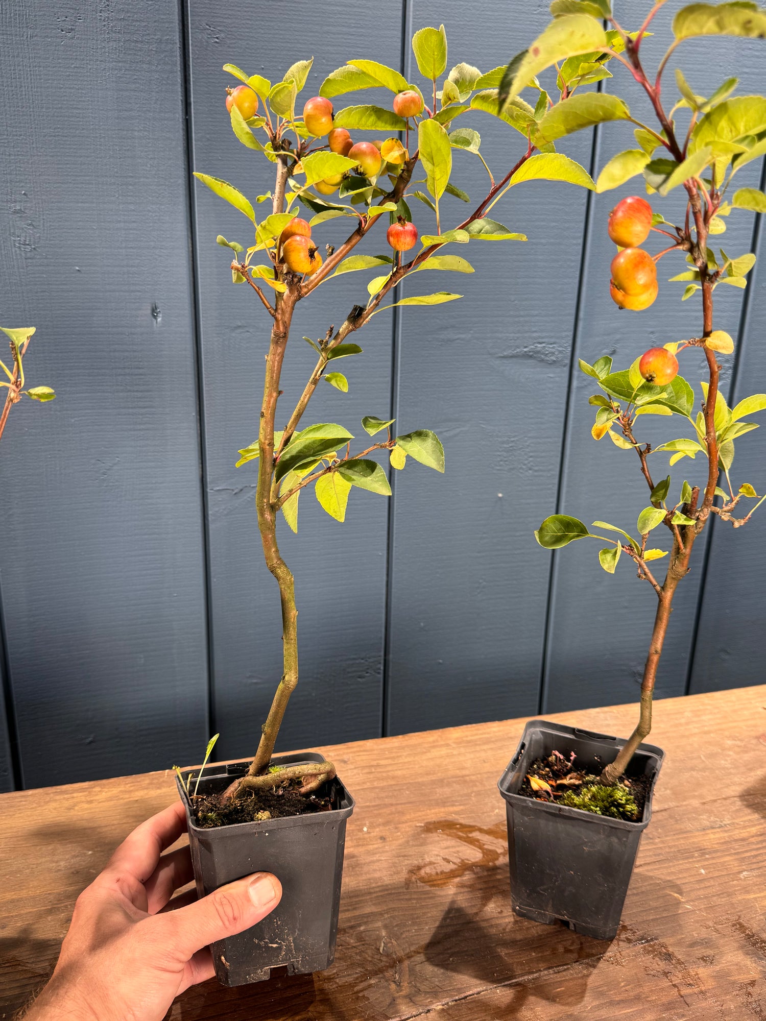 Malus ‘Everest’ (pommier)