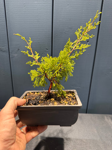 Juniperus chinensis 'Itoigawa' jeune plant