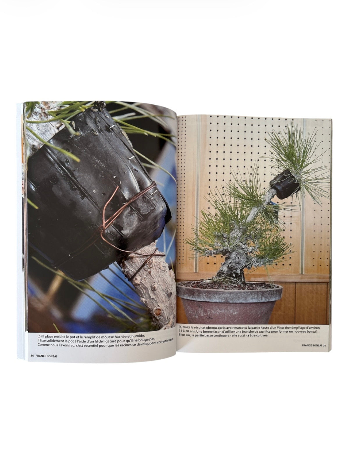Magazine France Bonsaï - N°170