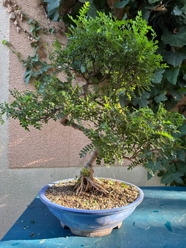 Zanthoxyllum piperitum (Faux-poivrier)