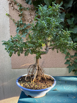 Zanthoxyllum piperitum (Faux-poivrier) (Copie)