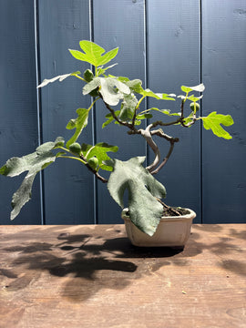 Ficus carica (figuier)