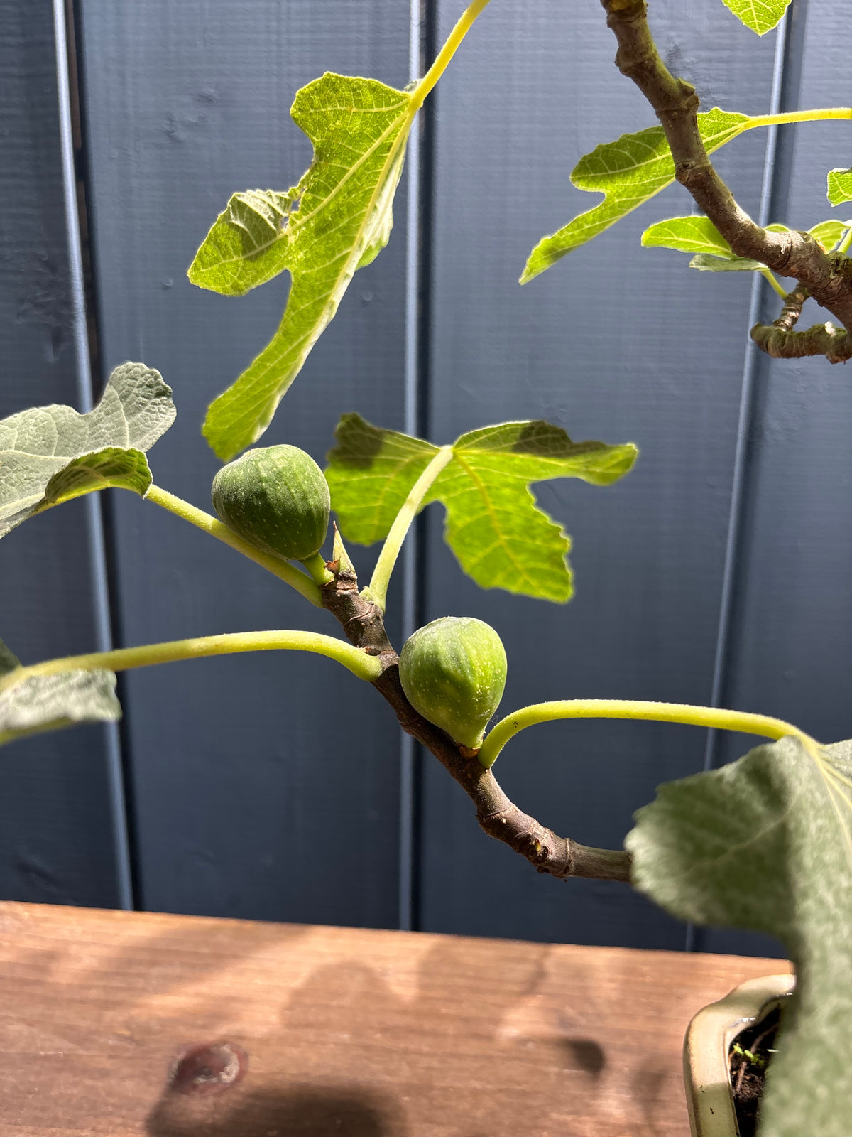 Ficus carica (figuier)