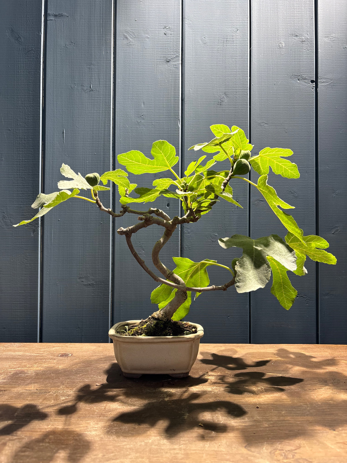 Ficus carica (figuier)