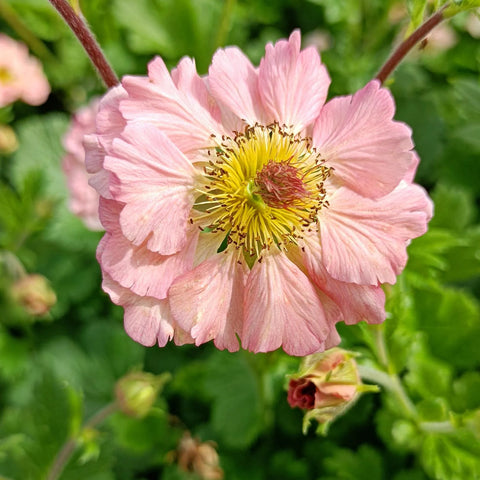 GEUM rivale 'Mai Tai'®