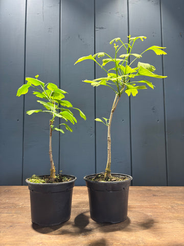 Ginkgo biloba jeune plant