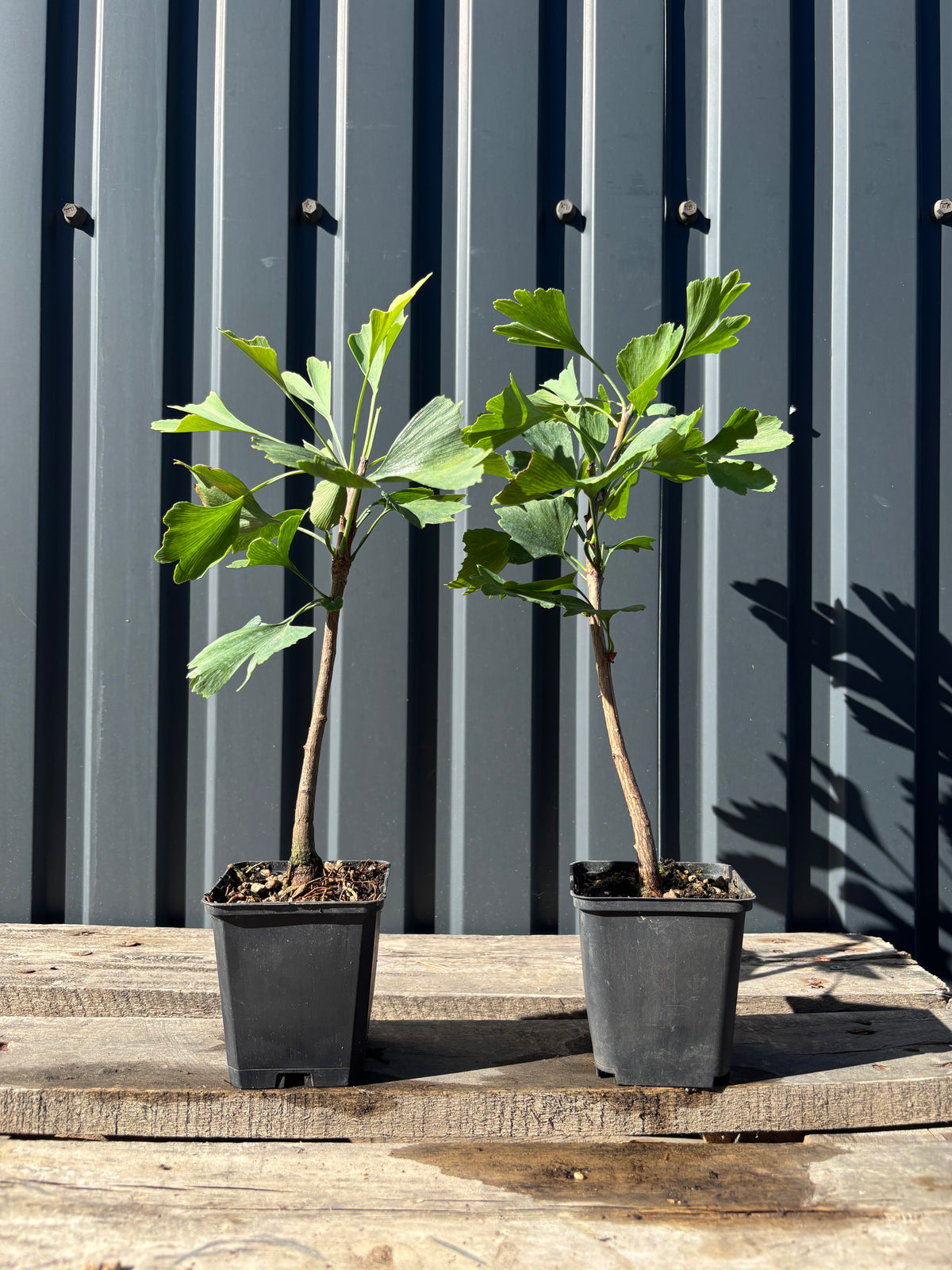 Ginkgo biloba jeune plant
