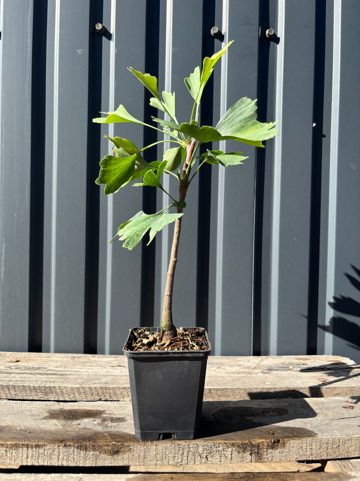 Ginkgo biloba jeune plant