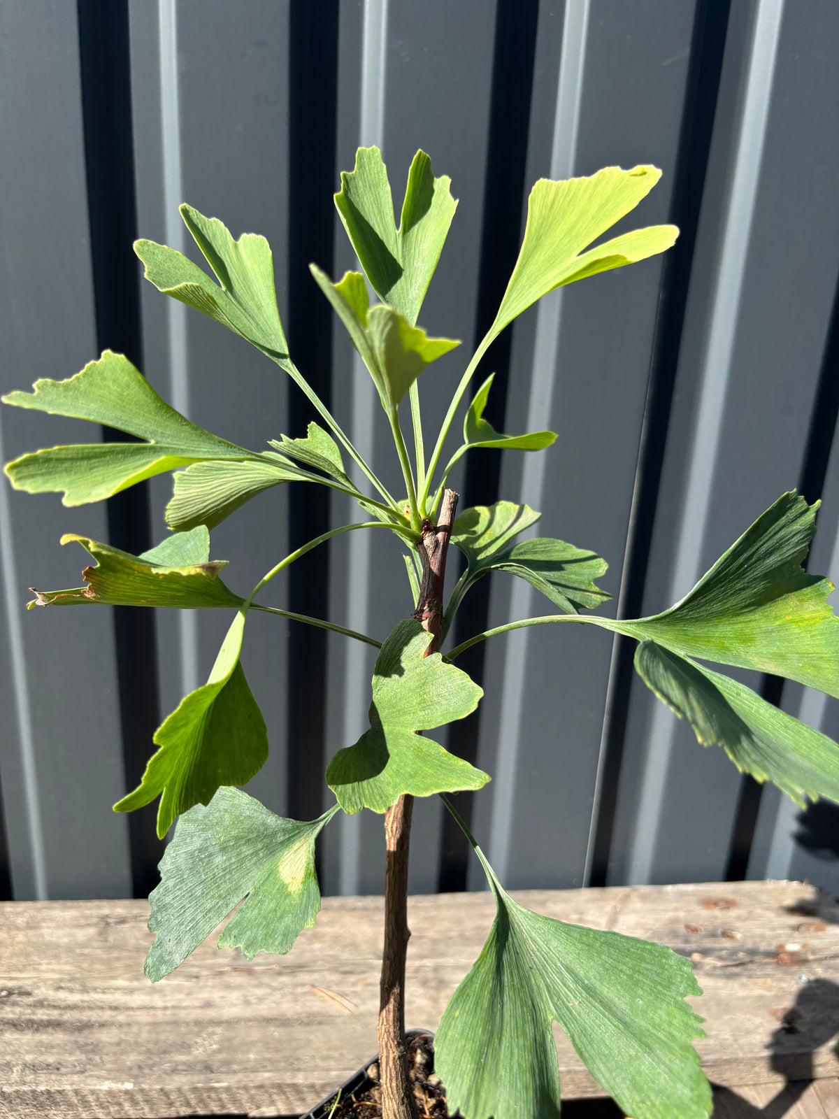Ginkgo biloba jeune plant
