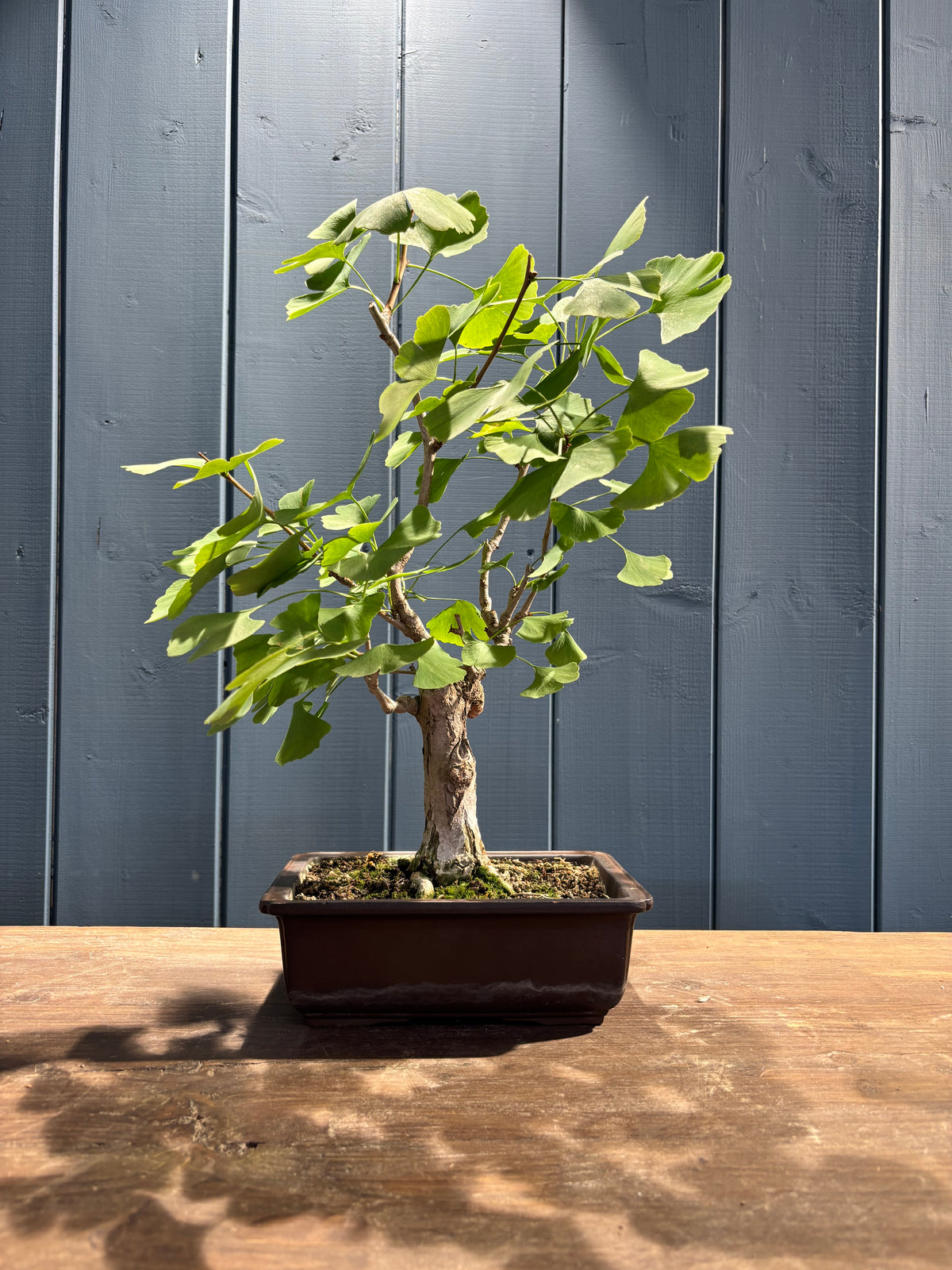 Ginkgo biloba (Arbre aux 40 écus)