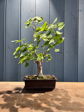 Ginkgo biloba (Arbre aux 40 écus)