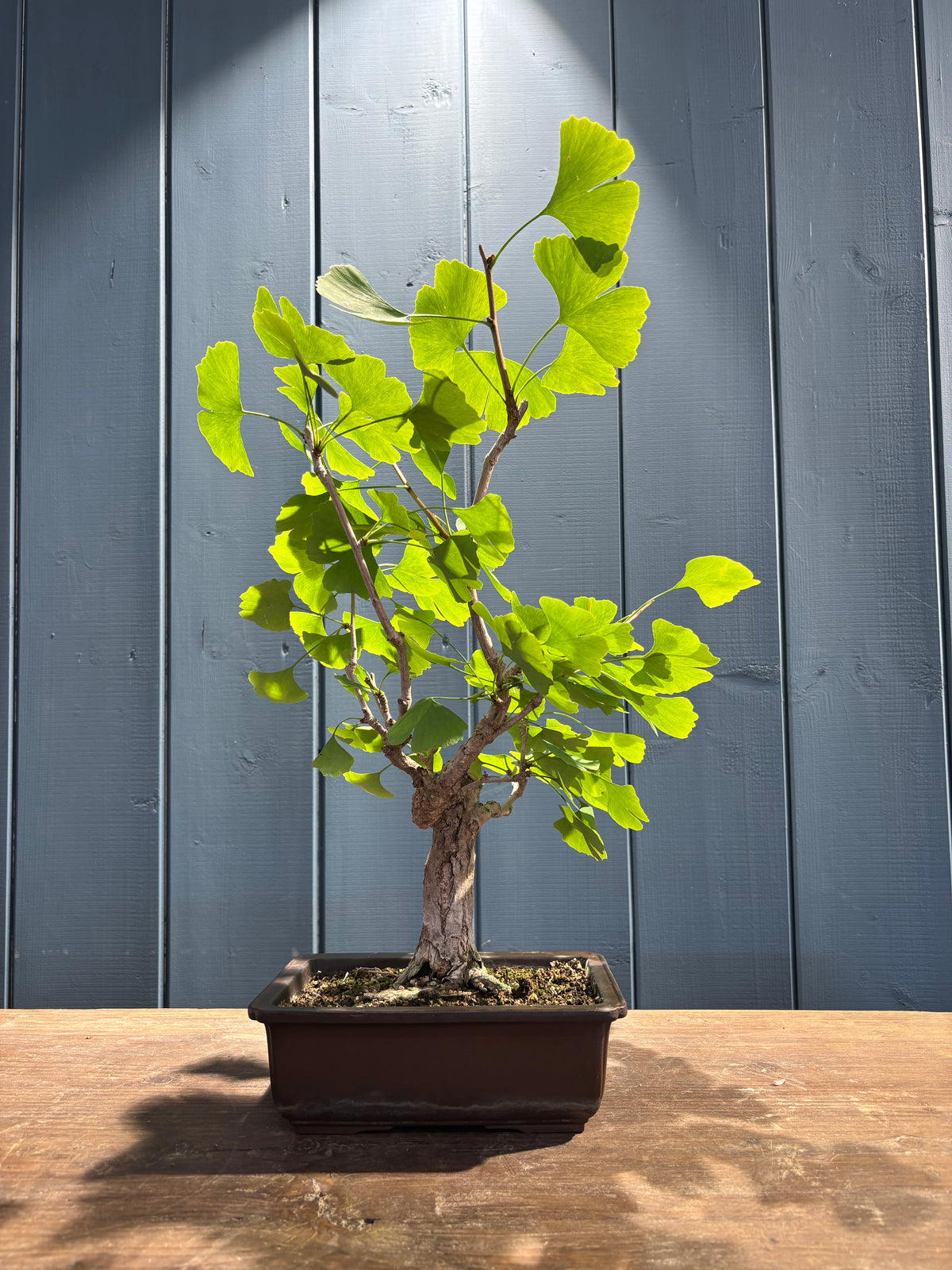 Ginkgo biloba (Arbre aux 40 écus)