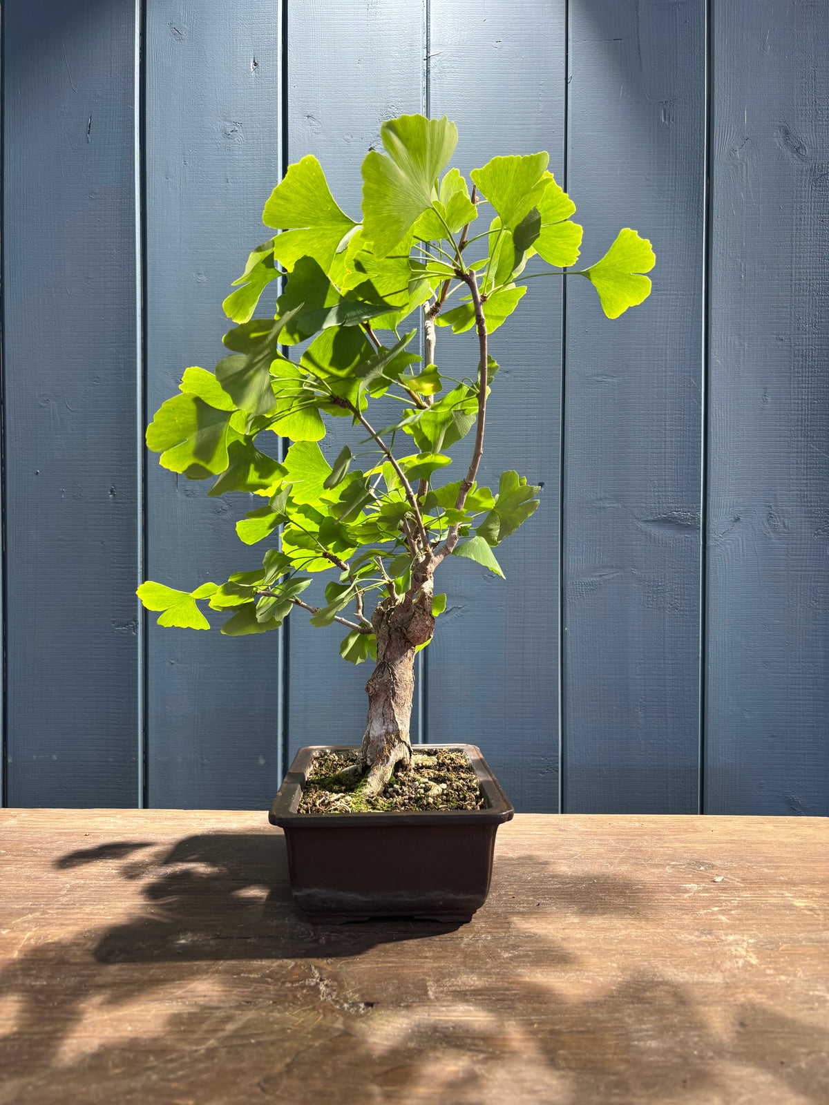 Ginkgo biloba (Arbre aux 40 écus)