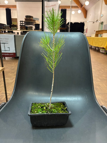 Pinus thunbergii (Pin noir du Japon)