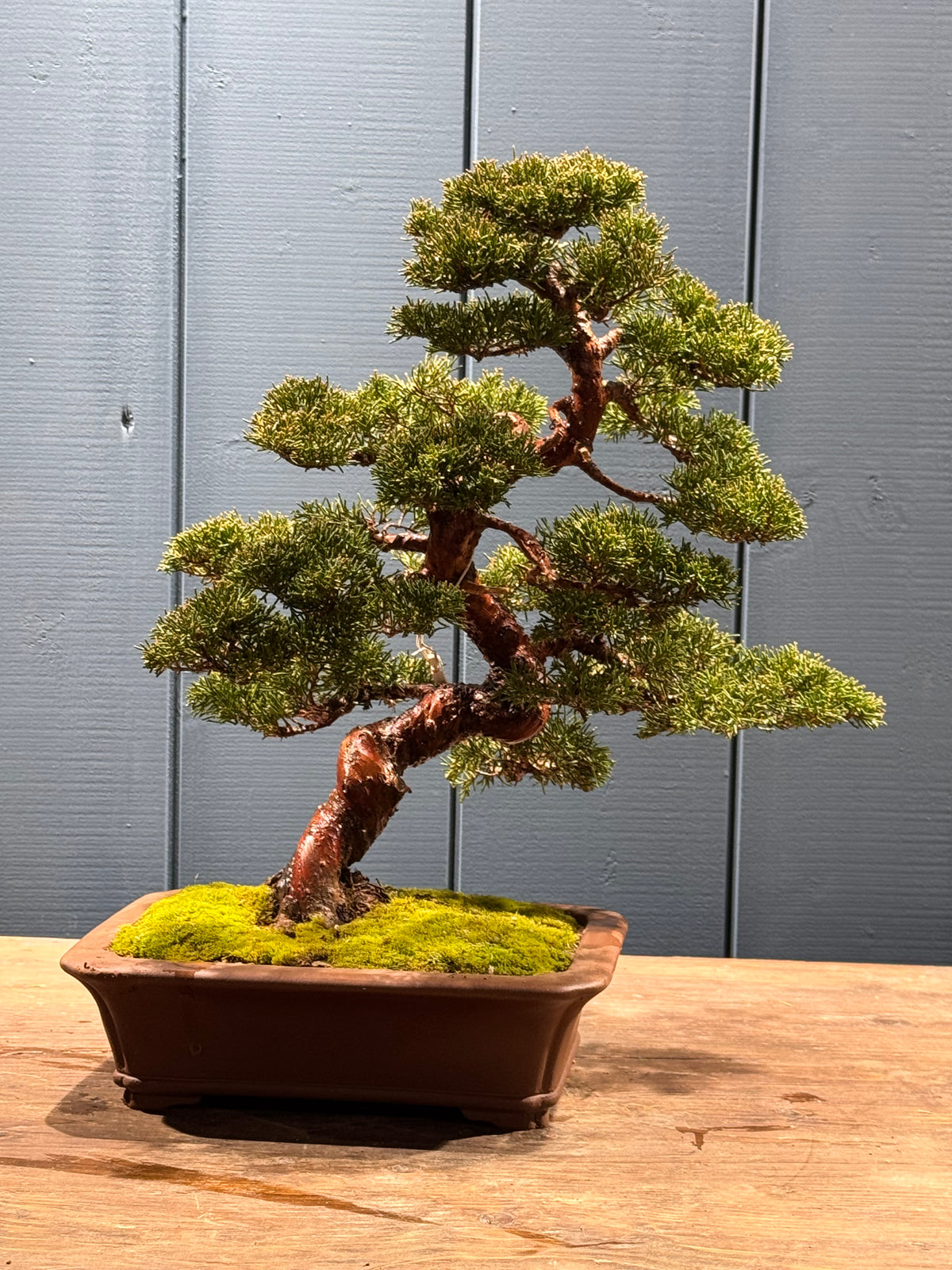 Juniperus chinensis 'Itoigawa', arbre bonsaï en pot, tronc tordu et branches taillées, feuillage dense vert, mousse au sol.