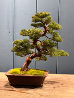 Juniperus chinensis 'Itoigawa', arbre bonsaï en pot, tronc tordu et branches taillées, feuillage dense vert, mousse au sol.