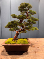 Bonsai Juniperus chinensis 'Itoigawa' en pot rectangulaire, tronc tordu et branches en forme d’arbuste, feuillage dense et vert, mousse au sol.