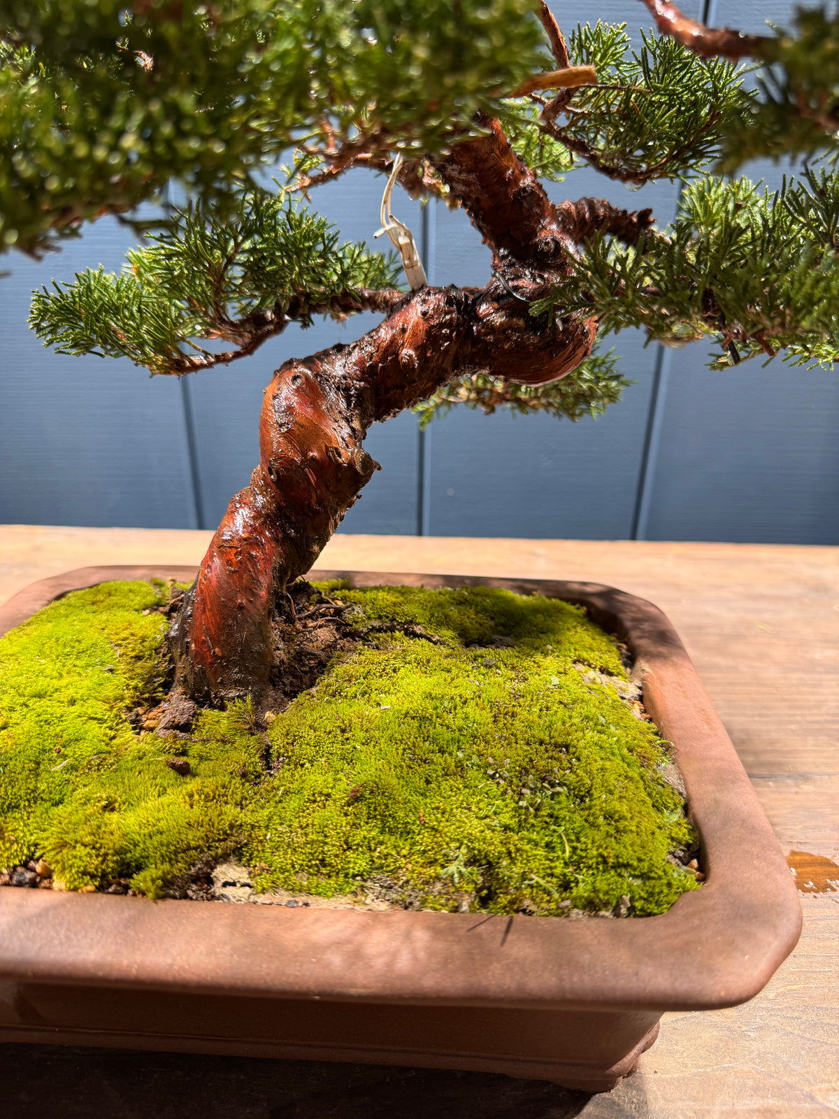 Petit bonsaï Juniperus chinensis 'Itoigawa' en pot, tronc tordu, feuillage dense et vert foncé, mousse au sol dans un bac rectangulaire.