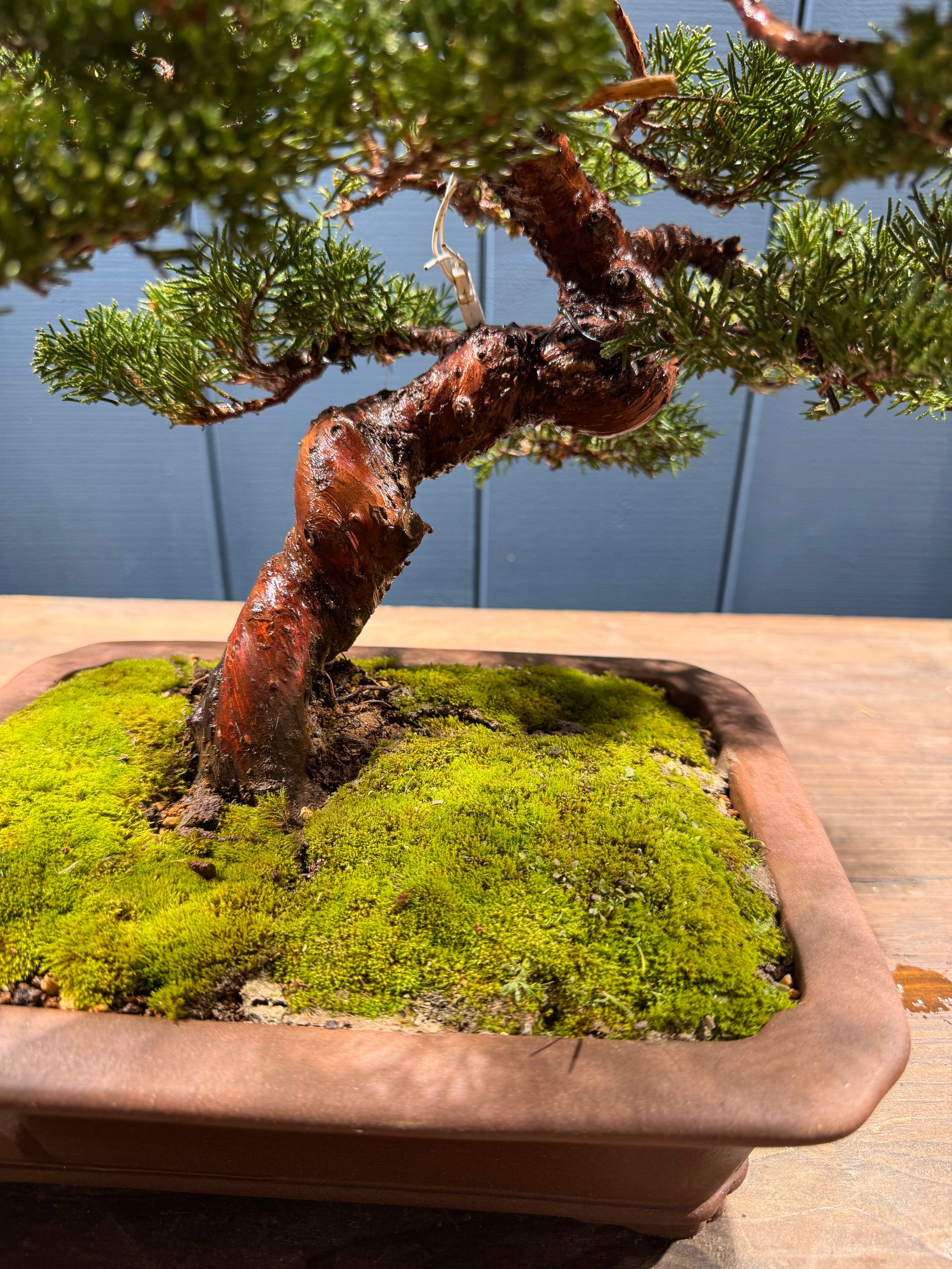 Petit bonsaï Juniperus chinensis 'Itoigawa' en pot, tronc tordu, feuillage dense et vert foncé, mousse au sol dans un bac rectangulaire.