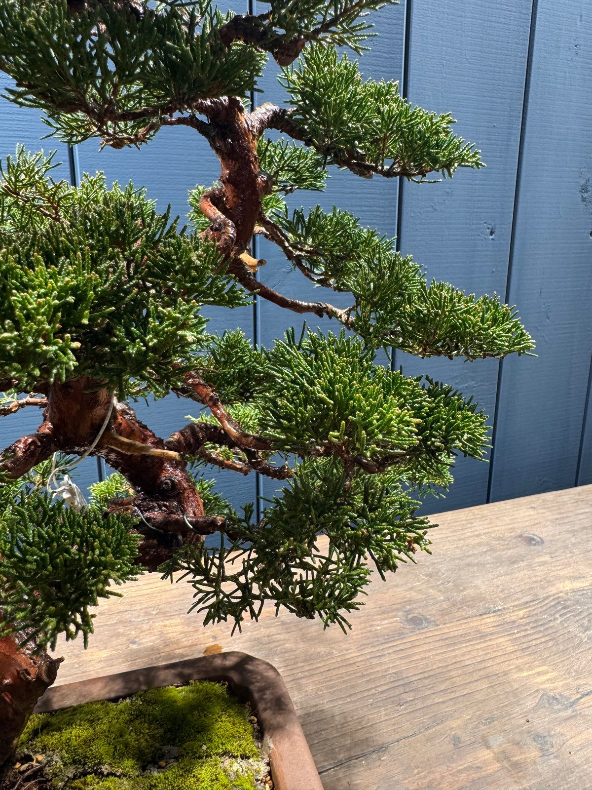 Petit arbre juliperoïde Itoigawa en bonsaï Juniperus chinensis 'Itoigawa' avec branches ficelées et feuillage dense vert foncé.