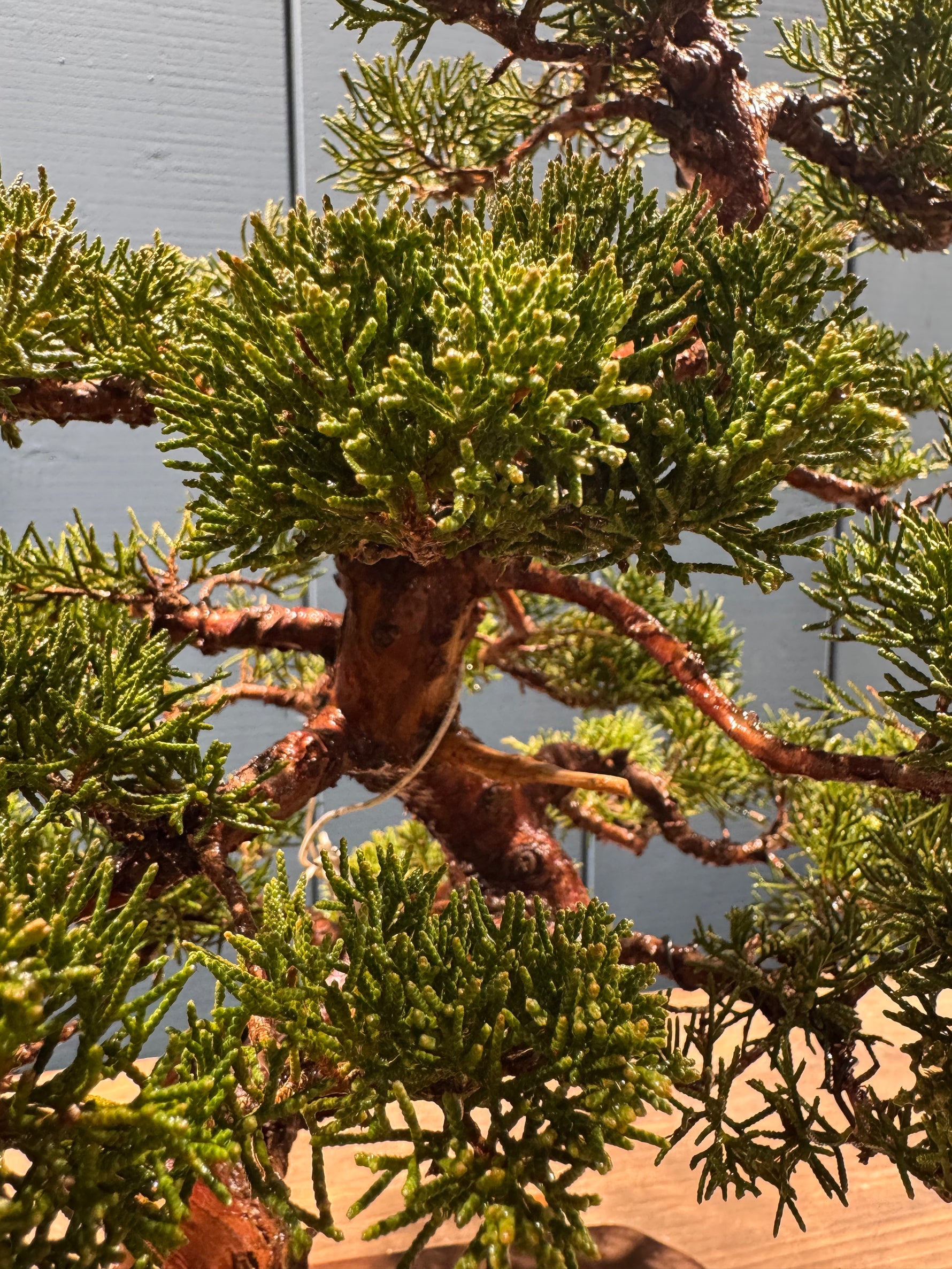 Juniperus chinensis 'Itoigawa' en gros plan, branches charpente griotte et feuillage dense en aiguilles vert clair sur un tronc brun.