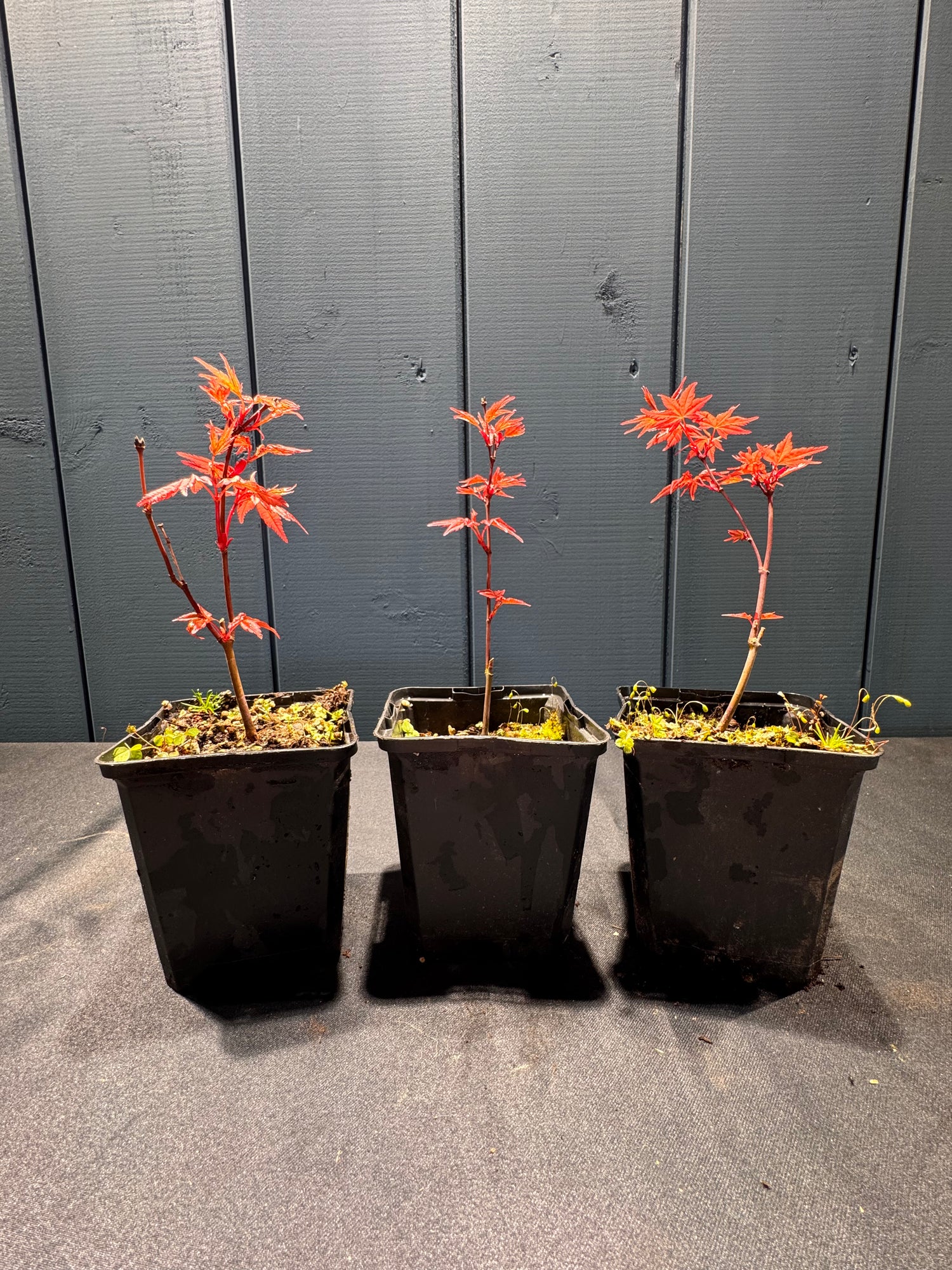 Acer palmatum ‘Deshojo’ (Erable du Japon)