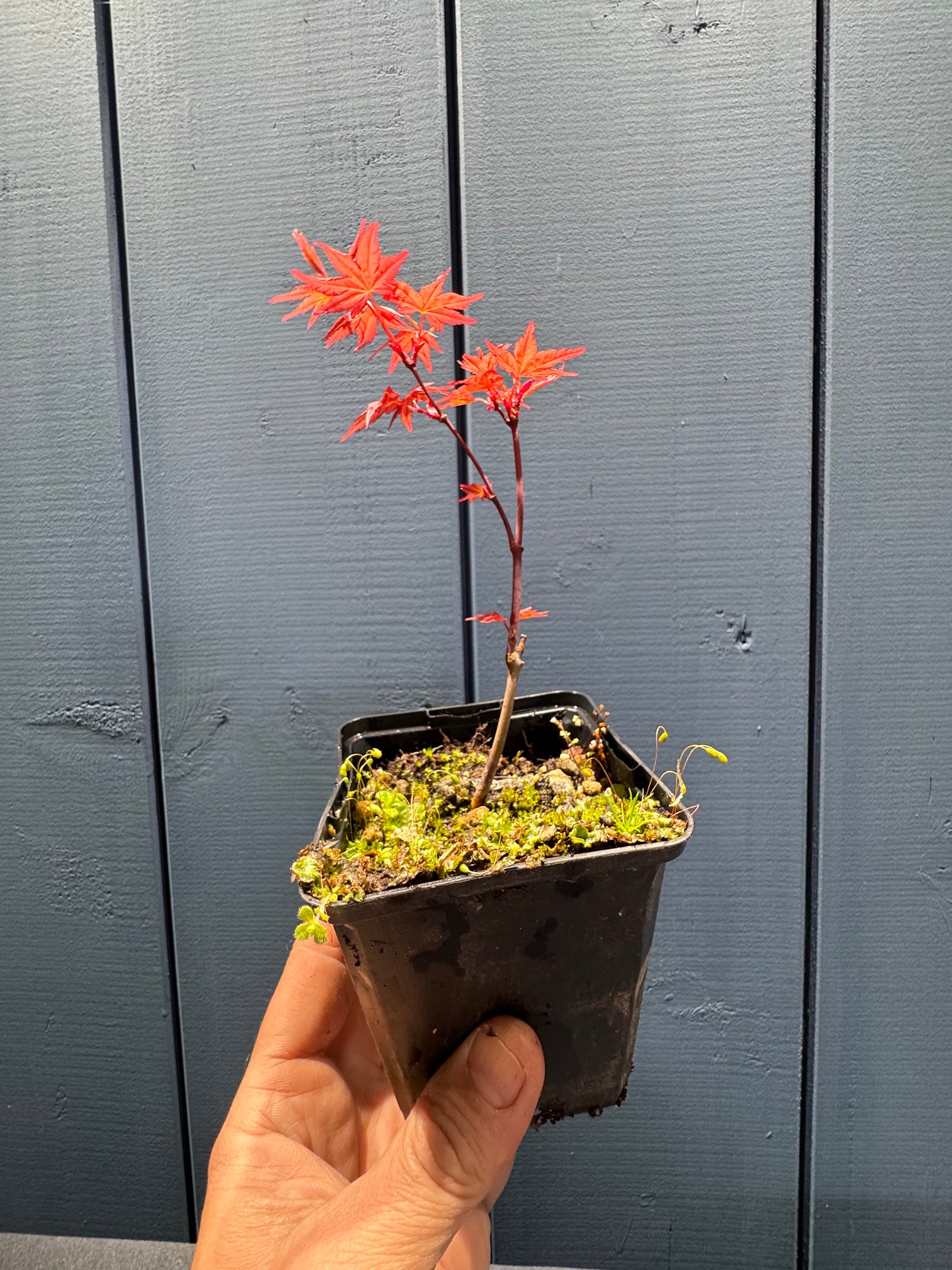 Acer palmatum ‘Deshojo’ (Erable du Japon)