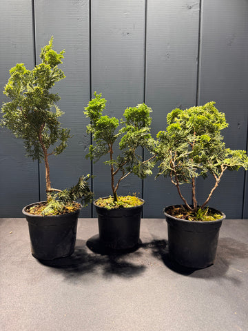 Chamaecyparis obtusa (Hinoki)