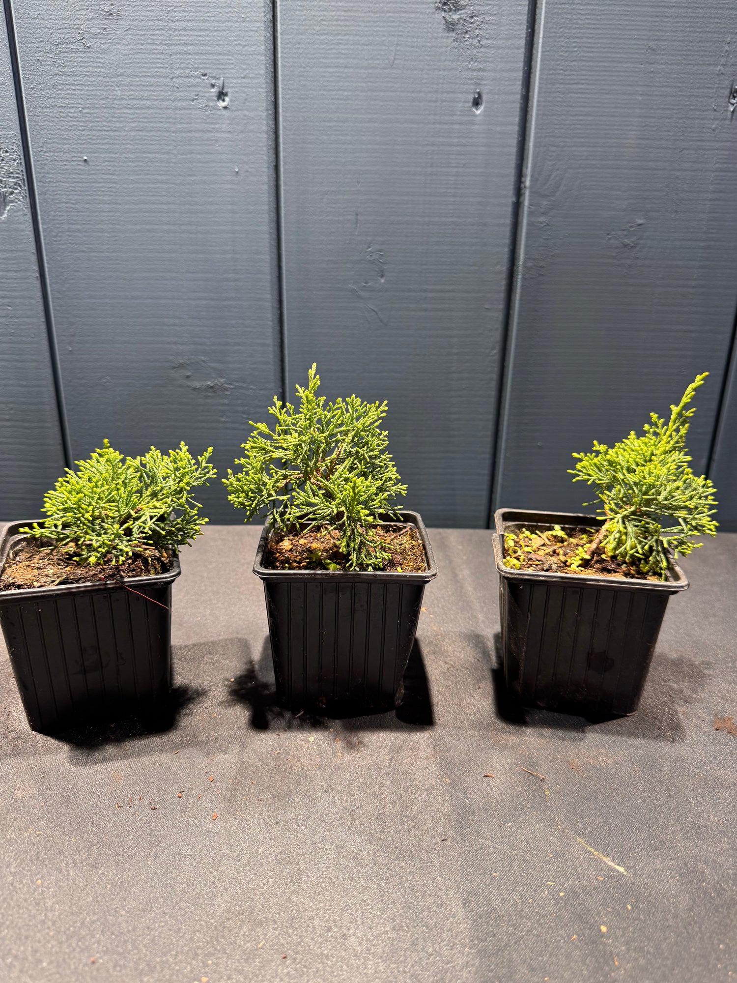 Juniperus chinensis ‘Kishu’
