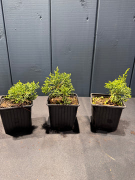Juniperus chinensis ‘Kishu’