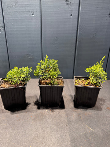 Juniperus chinensis ‘Kishu’ jeune plant