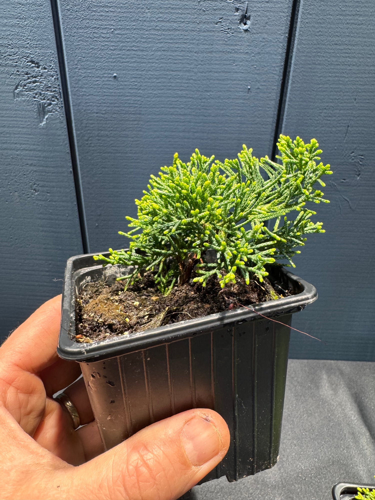 Juniperus chinensis ‘Kishu’