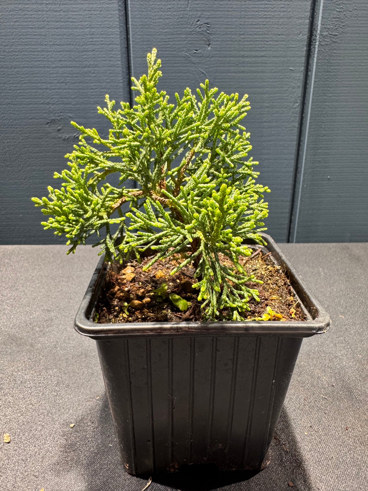 Juniperus chinensis ‘Kishu’