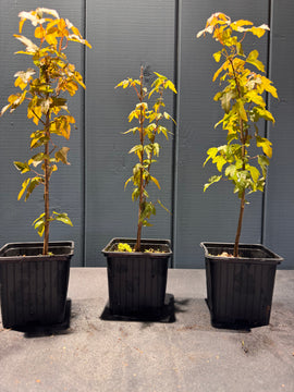 Acer buergerianum (Érable de Buerger)