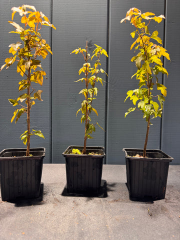 Acer buergerianum (Érable de Buerger) jeune plant