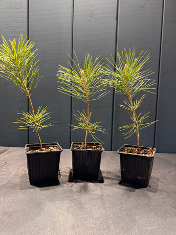 Pinus thunbergii jeune plant