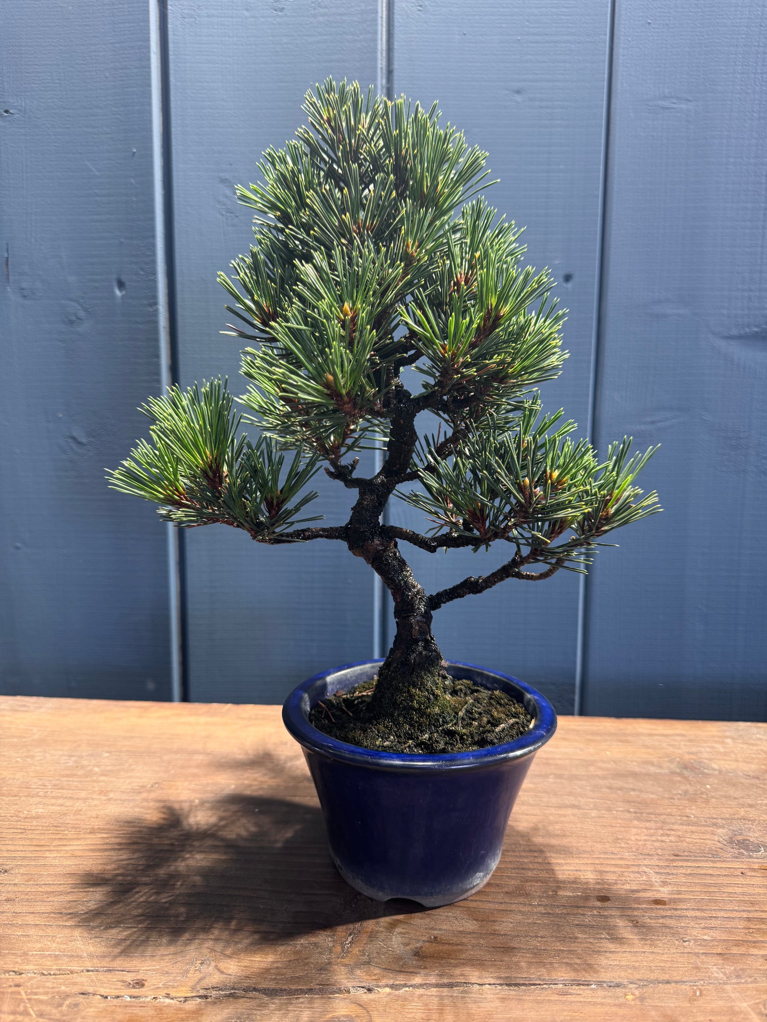 Pinus thunbergii ‘ Corticosa’