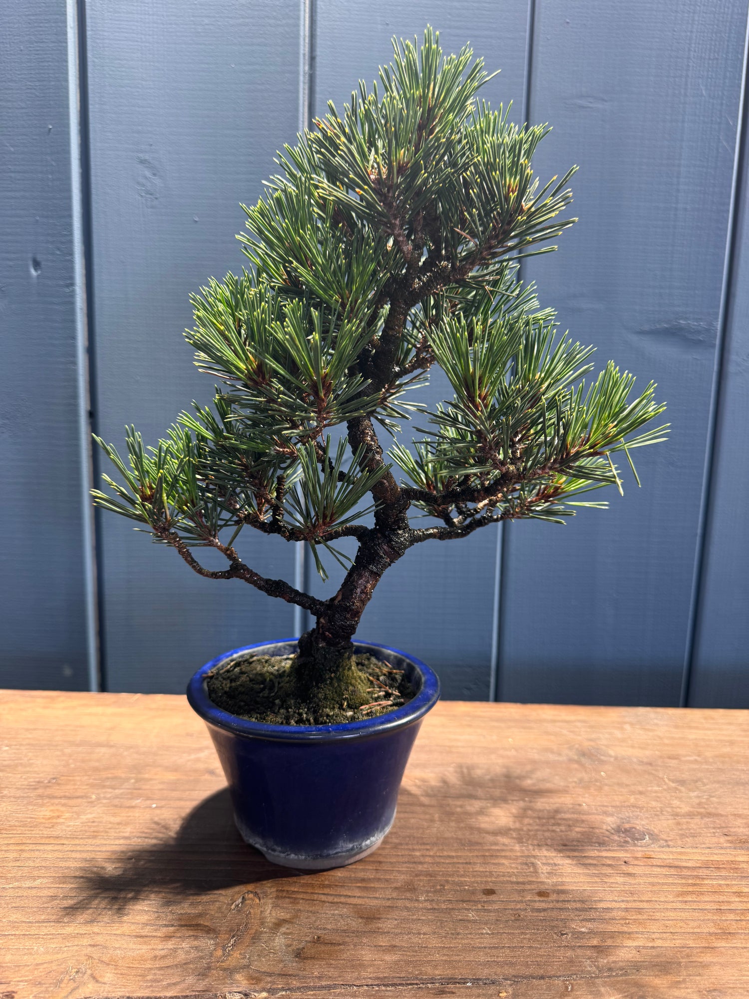 Pinus thunbergii ‘ Corticosa’