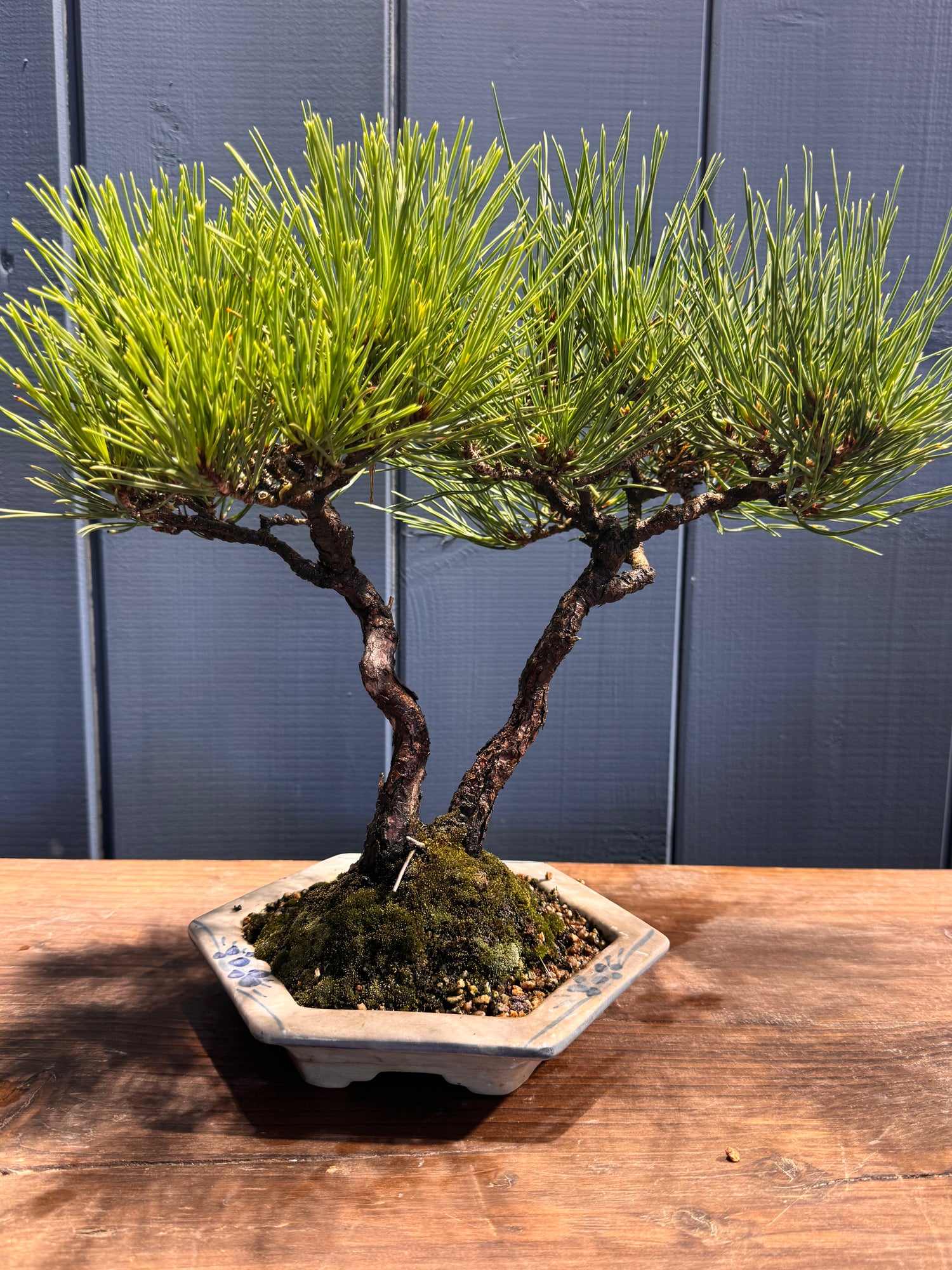 Pinus thunbergii