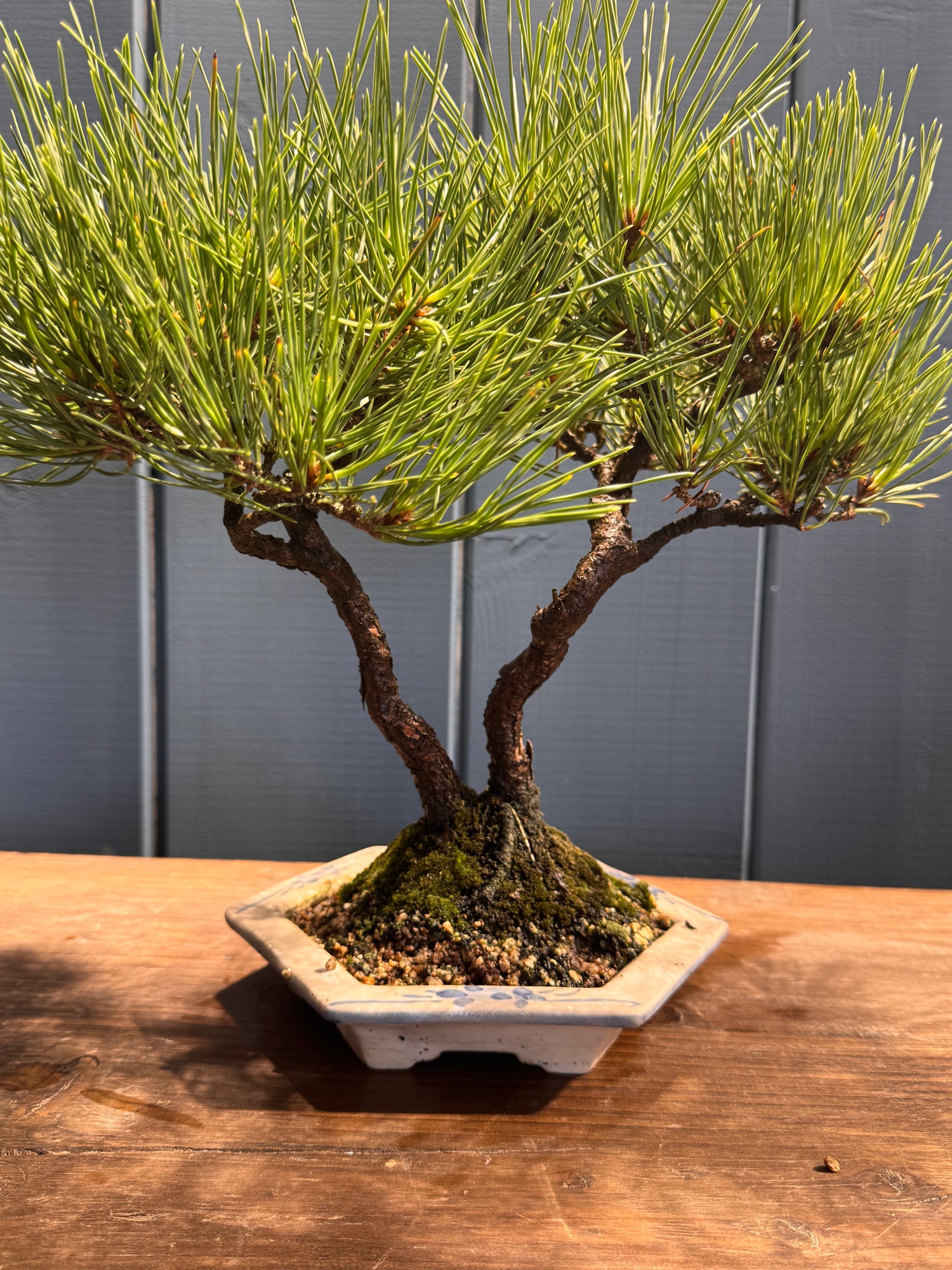 Pinus thunbergii