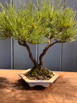 Pinus thunbergii